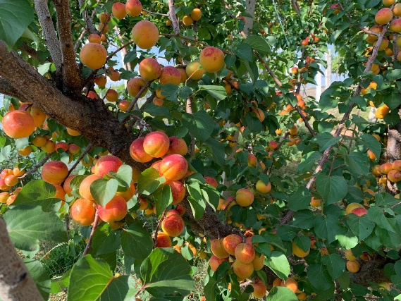 Abricots dans le verger BioMouja